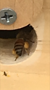local bee